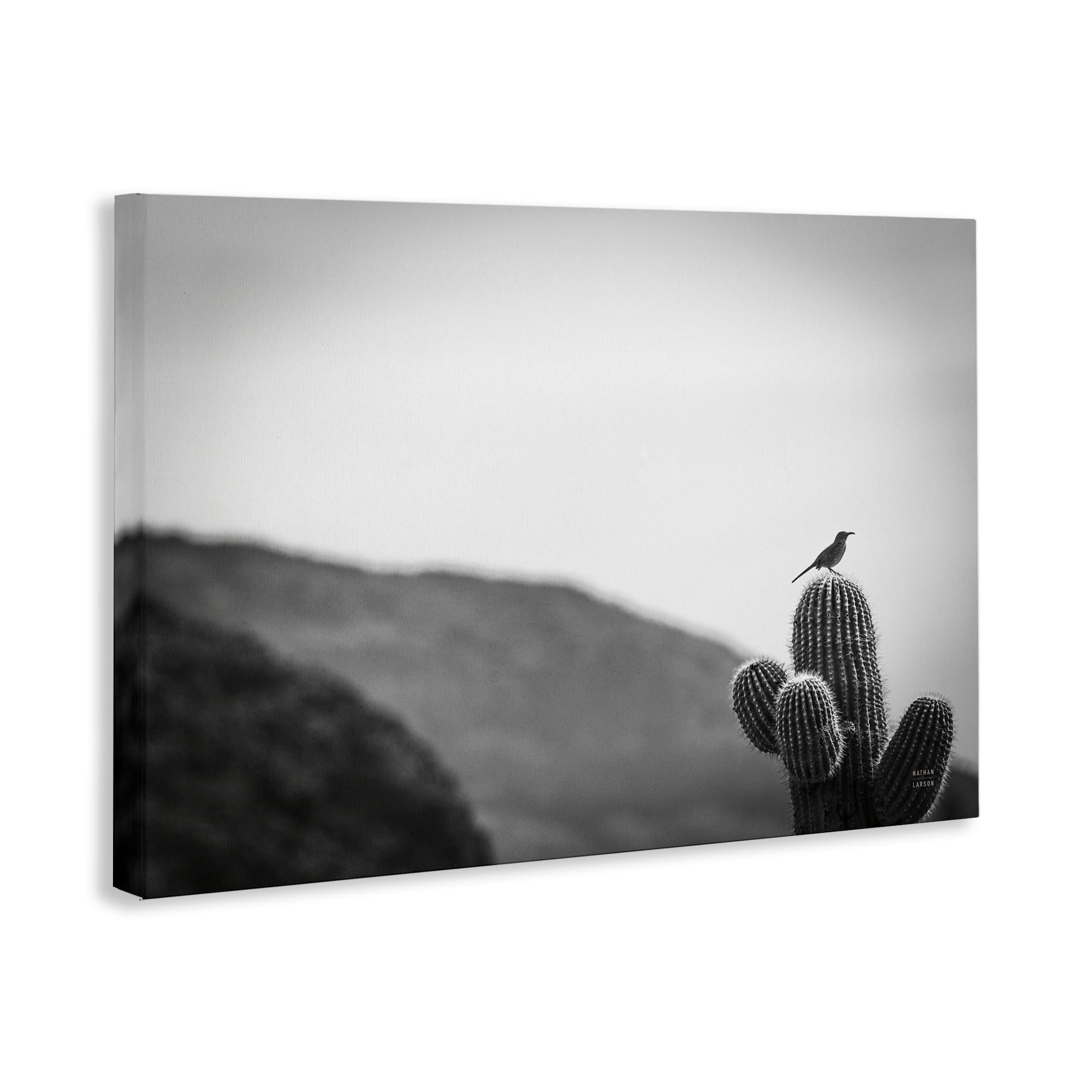 Stupell Industries On Guard Bird & Cactus Landscape & Nature Photography Wrapped Canvas Art Print Wall Art, 24 x 16