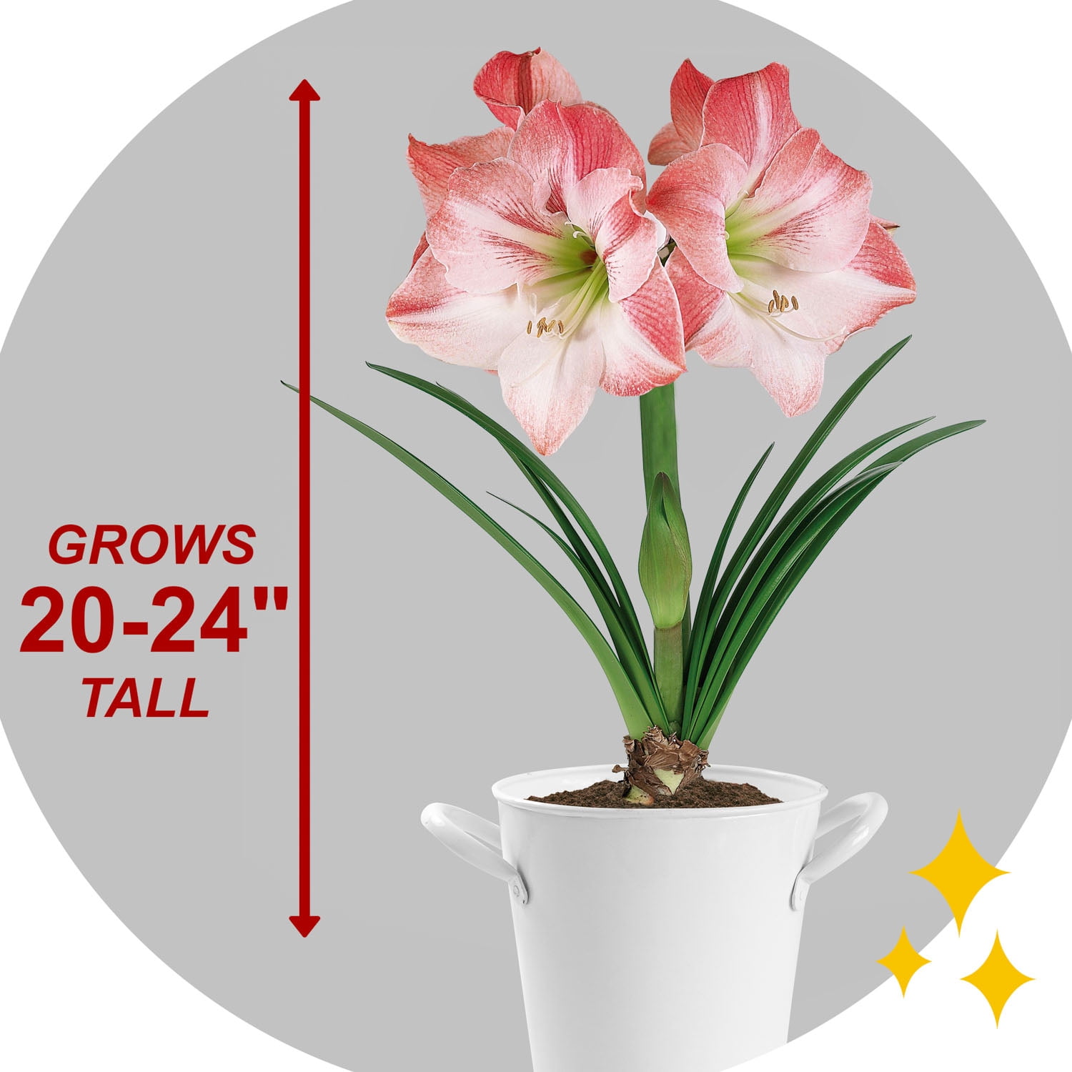 Garden State Bulb Apple Blossom Amaryllis Flower Bulb, 28/30cm (Bag of 3)