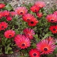 thumbnail image 3 of Ice Plant Drought Tolerant Dorotheanthus Gelato Red Ground Cover Plant Seed - 10000 Seeds, 3 of 4