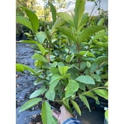 Ruby Supreme Red Guava tree air layered Tree. 3 Gallon pot. Ship to all states