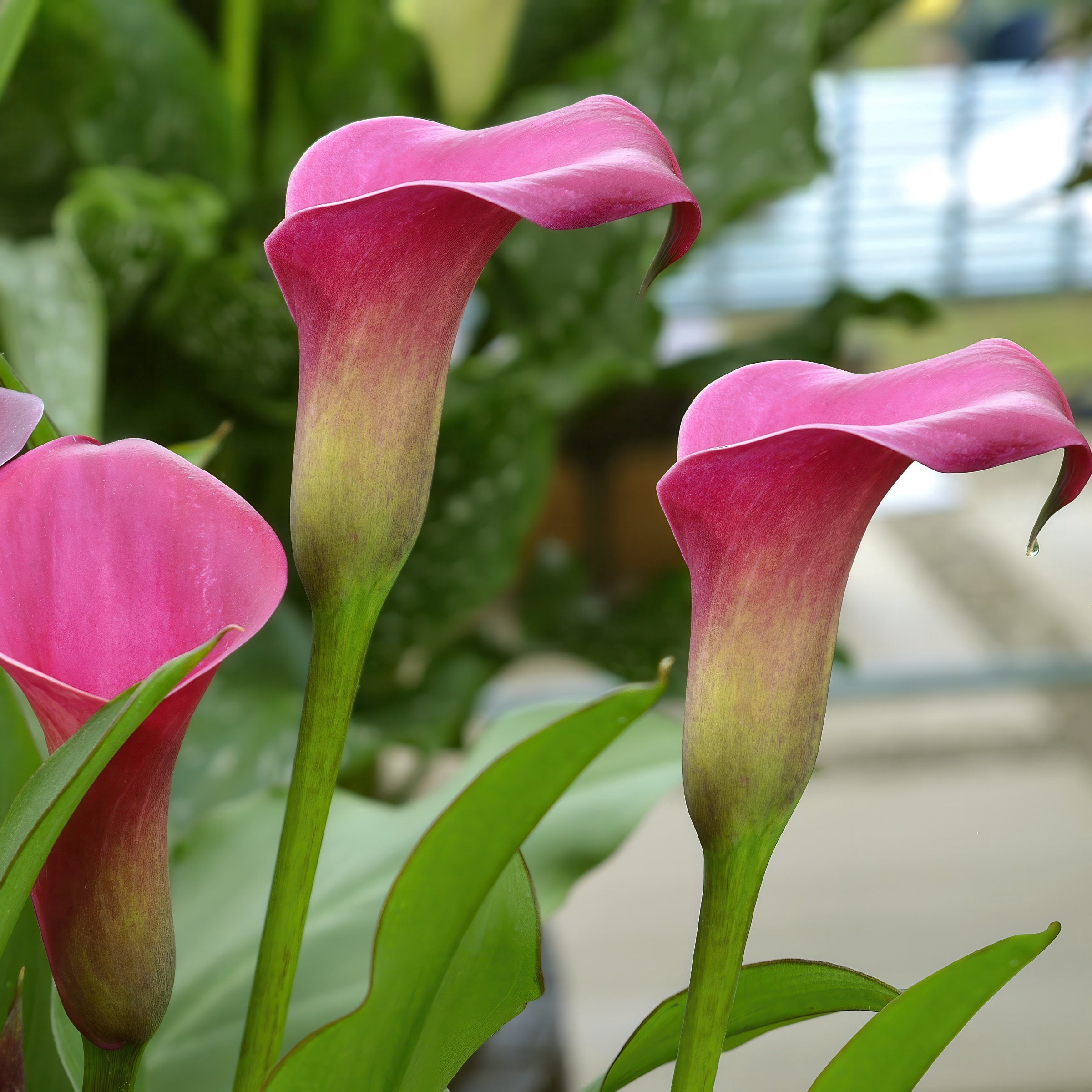 National Plant Network Calla Lily Zazu Bulbs (3-Pack)