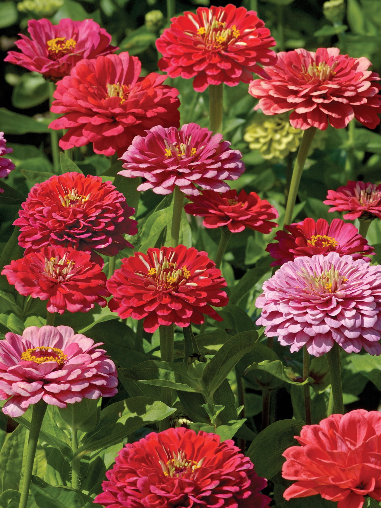 Burpee Exquisite Zinnia Flower Seed