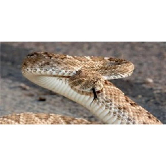 Rattlesnake Photo License Plate