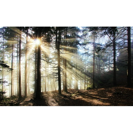 - Peel-n-Stick Poster of Glade Forest Mystical Atmosphere Bill Sun Fog Poster 24x16 Adhesive Sticker Poster Print