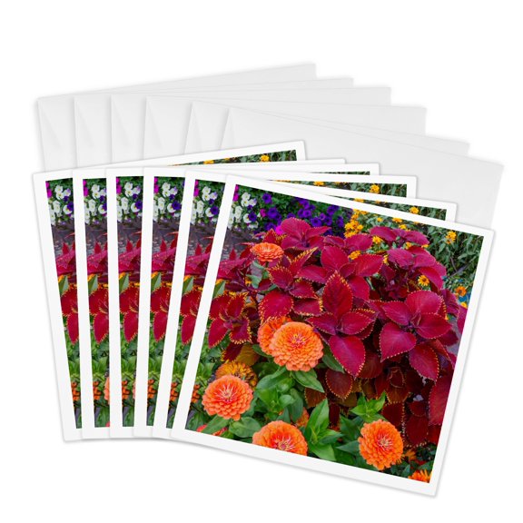 3drose, Usa, Washington State, Sammamish. Zinnias and Coleus in Garden., 6 Greeting Cards with Envelopes
