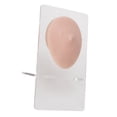thumbnail image 4 of Soft Silicone Single  Model, 3D Elastic Simulation Reusable Display Props Body Piercing Model with Acrylic Holder, Ideal for  Piercing Practice and Medical Display, 4 of 7