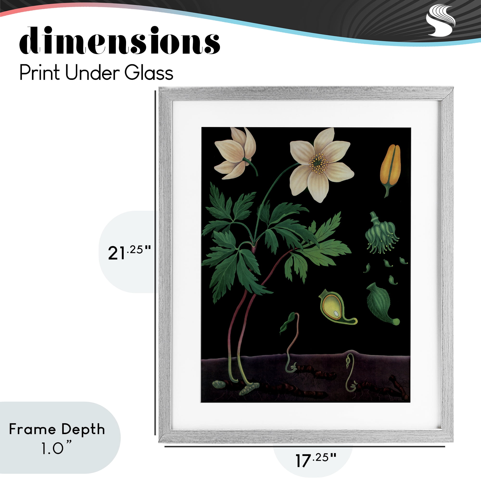 Stupell Industries Sprouting Wildflower Illustrations Gray Framed Print Under Glass, design by Vintage Hustle
