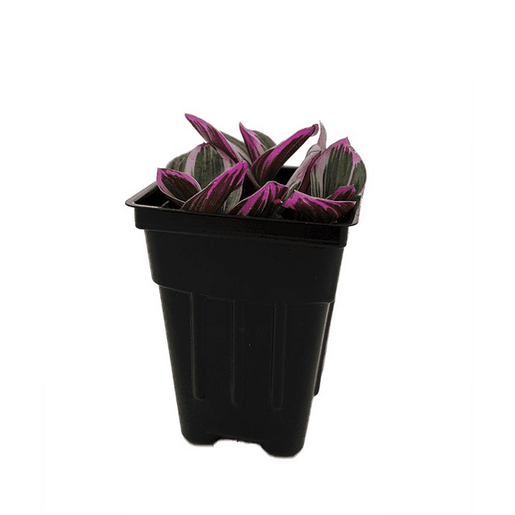 Rare Nanouk Pink Tradescantia - Collector's Series - 2.5" Pot