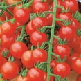 thumbnail image 4 of Ferry-Morse 270MG Tomato Red Cherry Large Fruited Annual Vegetable Seeds, Full Sun, 4 of 11