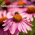 thumbnail image 6 of EuroBlooms Magnus Purple Coneflower Bulbs, Bag of 4, Native Perennial Pollinator Garden Plant, 6 of 9