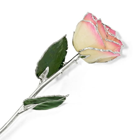 - Lacquer Dipped Silver Trimmed White/pink Rose