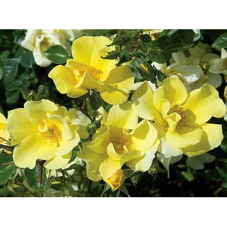 Lemon Drift Rose - Disease Resistant - 4