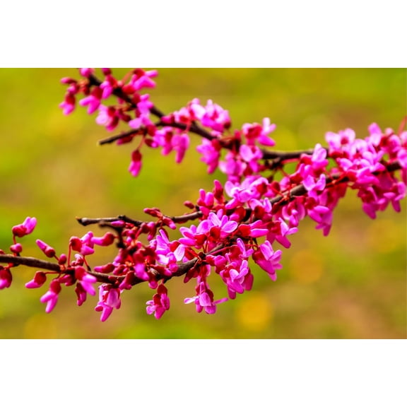 Red Bud Tree Seeds to Grow - 30  Seeds - Exotic Flowering Tree for Yard or Bonsai - Cercis chinensis - Redbud Tree
