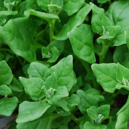 Spinach New Zealand 50 Seeds