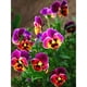 thumbnail image 2 of Cuadros Decorativos Tricolor Violet 5D DIY Diamantes Kits de pintura Full Round Drill Wall Art (L3604) Ehuebsd embutido en tela, 2 of 9