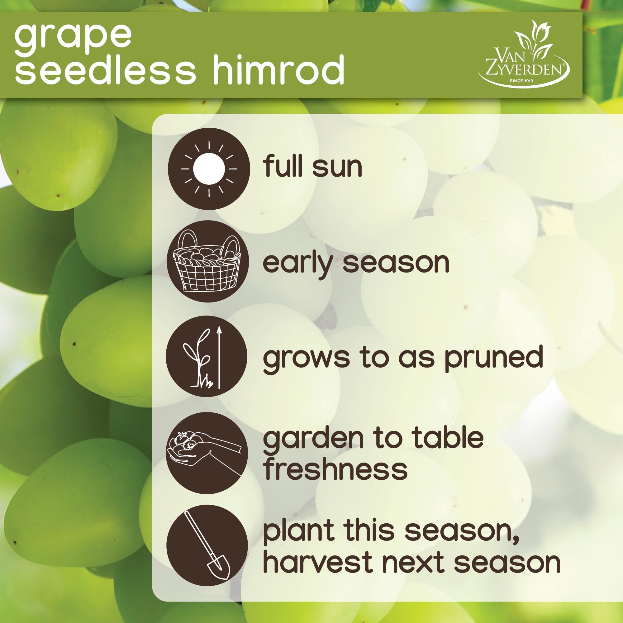 Expert Gardener Himrod Seedless Grape Plant Root, Woody Perennial for Full Sun