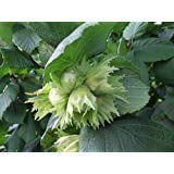 American Hazelnut,(Filbert), Corylus americana, Seeds (Edible, Showy Fall Color) (4)