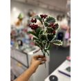thumbnail image 2 of Ashland Christmas Bush, 2 of 3