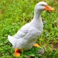 thumbnail image 1 of LHCER Duck Ornament,Simulation Duck,Outdoor Simulation White Duck Statue Landscape Sculpture Courtyard Garden Decoration, 1 of 8
