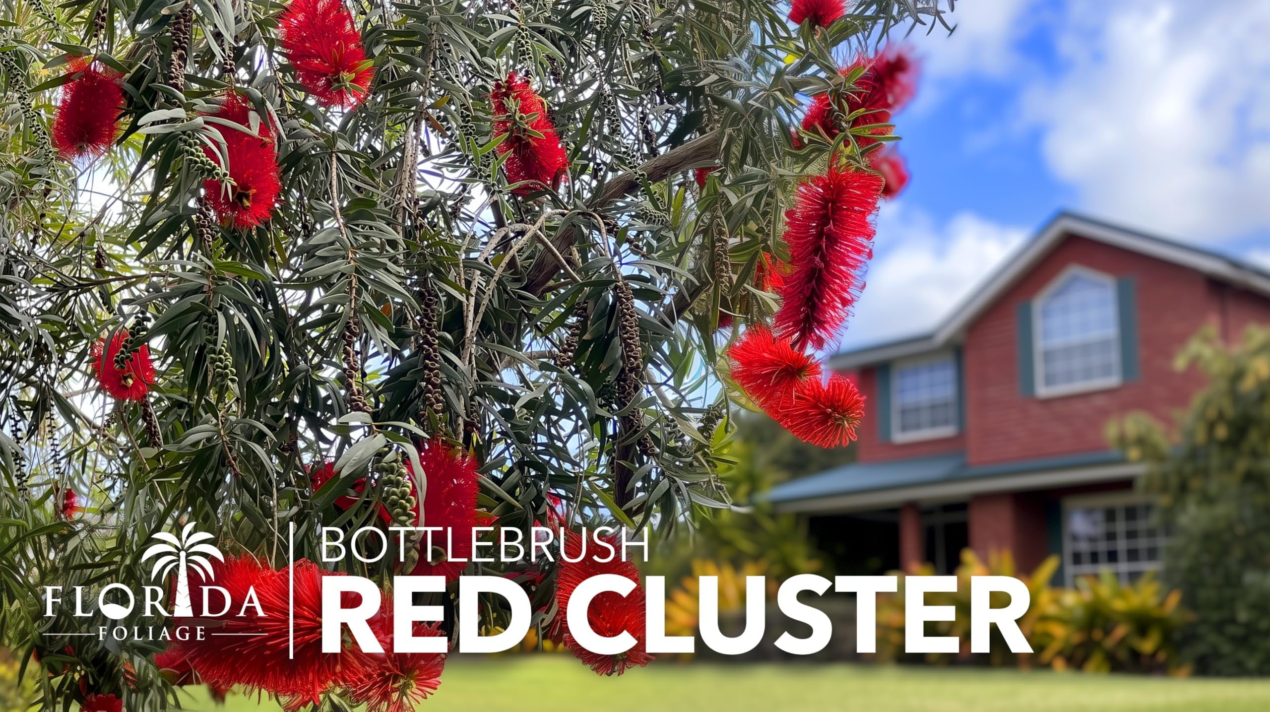 Bottlebrush Red Cluster Tree I 10 Live Plants I Callistemon Citrinus Red Cluster I Vibrant Red Blooms, Fast-Growing, Drought-Tolerant Outdoor Plant, Ideal for Gardens