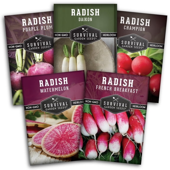 5 Radish Vegetable Seeds: Watermelon Daikon Purple Plum French Champion Heirloom Full Sun Biennial