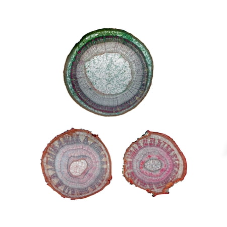 Prepared Microscope Slide  Basswood (Tilia) One  Two  and Three Years Old Stems  Cross Section. price history on PriceWatchPro