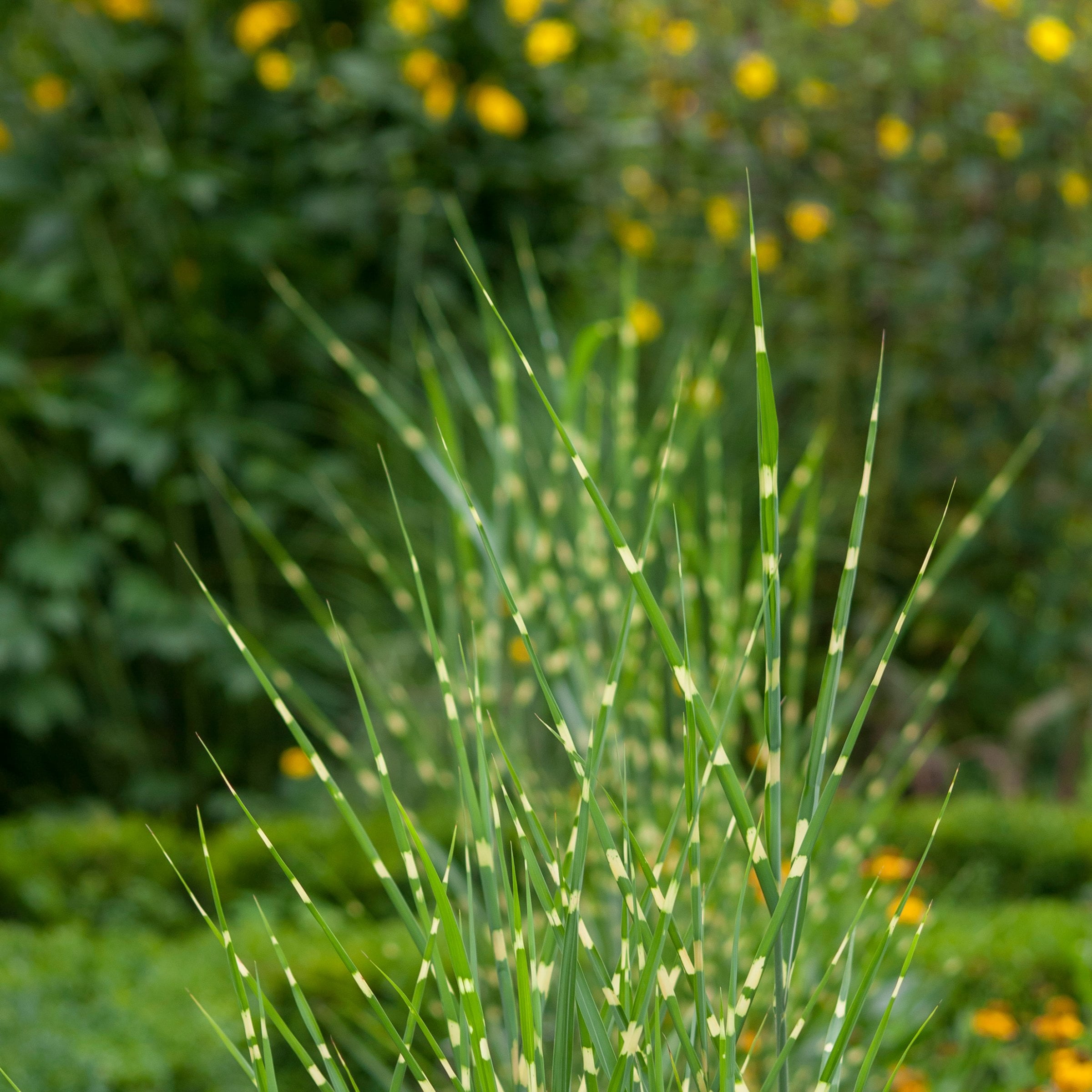 4 in. Miscanthus Bandwidth Dwarf Maiden Live Ornamental Grass (3-Pack)