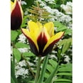 Gavota Triumph Tulip 10 bulbs