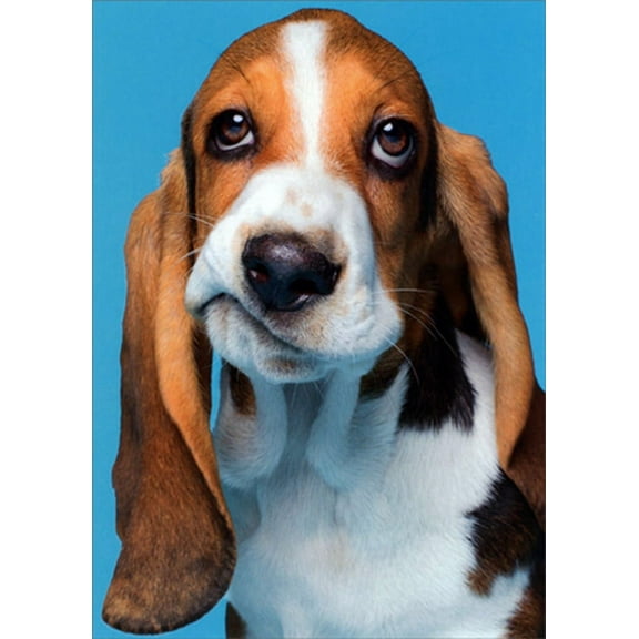 Avanti Press Frowning Beagle Funny Dog Get Well Card