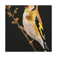thumbnail image 2 of American Goldfinch Beauty - Canvas, 2 of 25