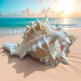 thumbnail image 2 of Large Murex Conch Seashell White Spiky Real Ocean Shells Natural Beach Seashells Home Decor Candle Art Craft Sea Decoration, 2 of 4
