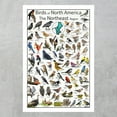 thumbnail image 2 of Birds of North America - Northeast Region Bird Poster - Educational Bird Chart, 2 of 4