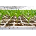 thumbnail image 2 of 5 CHAROLA GERMINADORA 200 CAVIDADES / SUNCOVER SUNCOVER AGRÍCOLA / RIEGO, 2 of 6