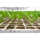 thumbnail image 2 of 5 CHAROLA GERMINADORA 200 CAVIDADES / SUNCOVER SUNCOVER AGRÍCOLA / RIEGO, 2 of 6