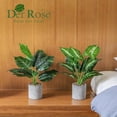 thumbnail image 4 of Der Rose Paquete de 2 plantas artificiales en maceta, plantas artificiales para oficina, escritorio, hogar, granja, decoración, 4 of 8