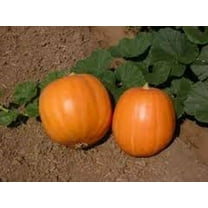 Pumpkin Seeds, Jack O Lantern Pumpkin Seeds, Heirloom, Non GMO, 200 Seeds