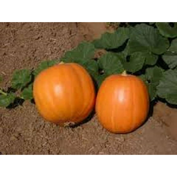 Pumpkin Seeds, Jack O Lantern Pumpkin Seeds, Heirloom, Non GMO, 200 Seeds