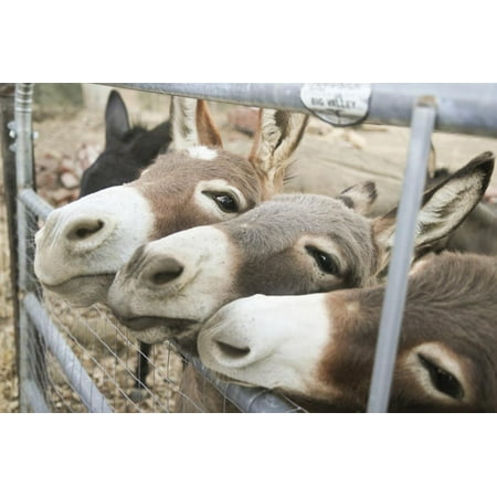 Miniature Donkeys on a Ranch in Northern California, USA Print Wall Art By Susan