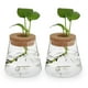 thumbnail image 1 of 2pcs Desktop Glass Planter Chic Hydroponics Vase Planter Glass Vase For Home, 1 of 5