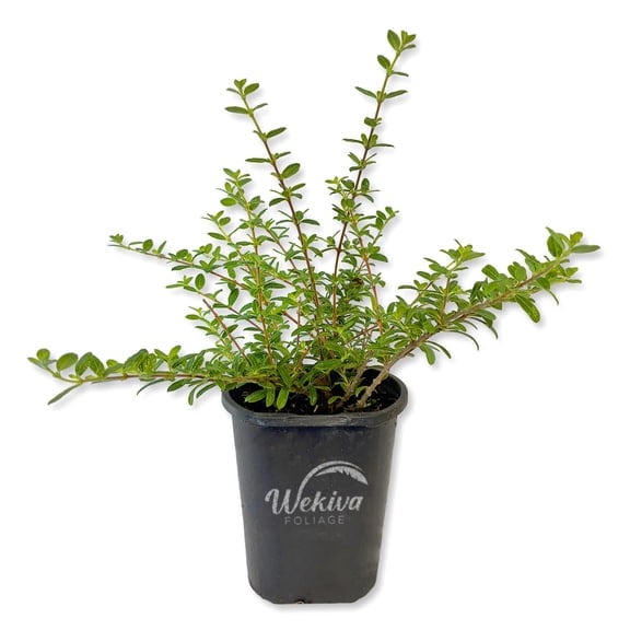 Moujean Tea Plant - 1 Live Plant in a 4 Inch Growers Pot - Nashia Inaguensis - Fragrant Tropical Evergreen Bonsai Shrub