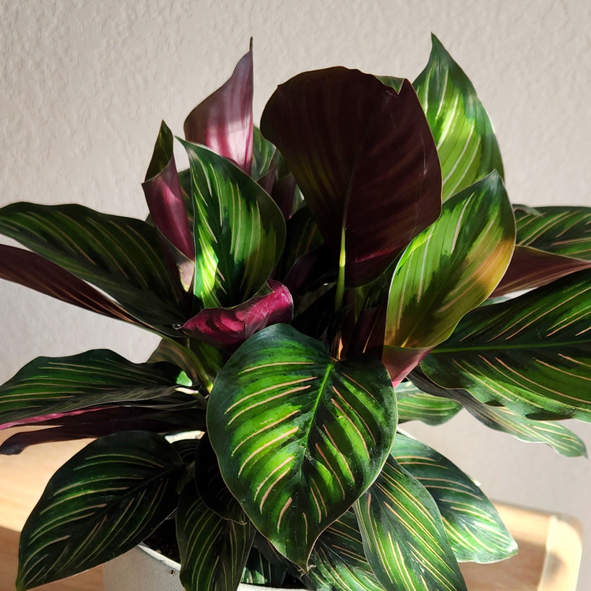 Element Calathea Ornata Live Plant in 6" White Decor Pot (Approx 15" Tall) Prayer Plant