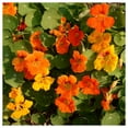 thumbnail image 2 of Everwilde Farms - 1/4 lb Jewel Mixed Nasturtium Garden Flower Seeds - Gold Vault Bulk Seed Packet, 2 of 3