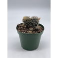 thumbnail image 4 of Mammillaria prolifera, Little Candle, Rare Cactus, 4 inch Pot, Well Rooted, 4 of 8