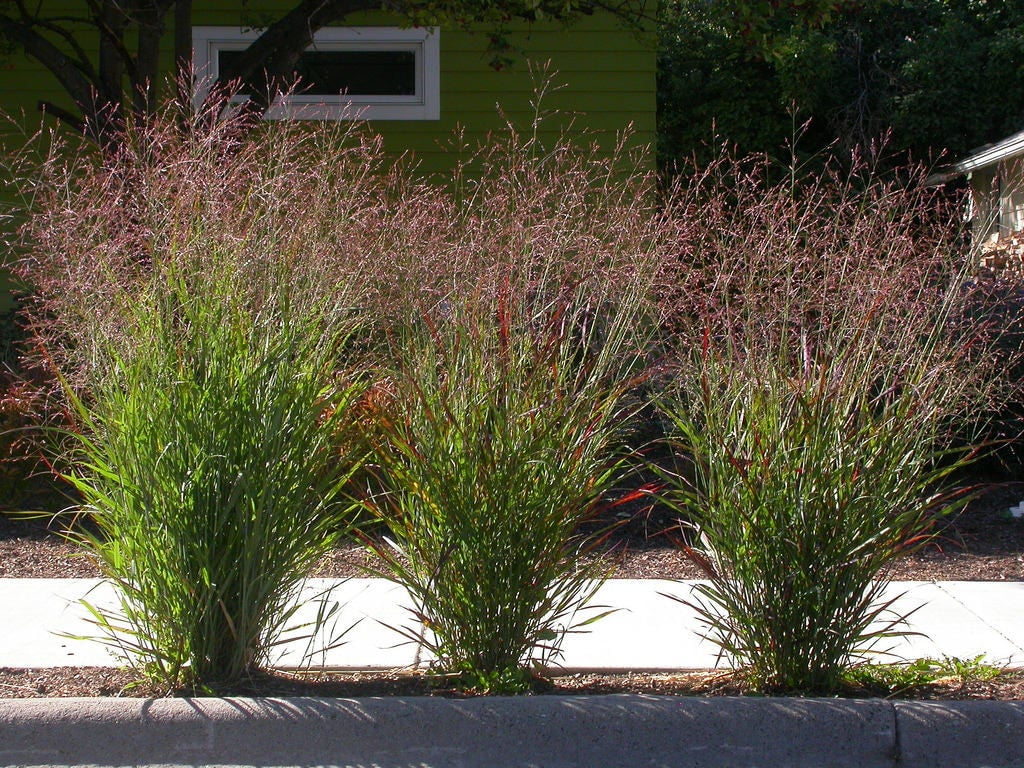 1000 SWITCHGRASS Tall Panic Switch Grass Panicum Virgatum Red Flower