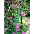 thumbnail image 4 of 1000 TALL CATCHFLY (Campion / None So Pretty) Silene Armeria Pink Flower Seeds, 4 of 5