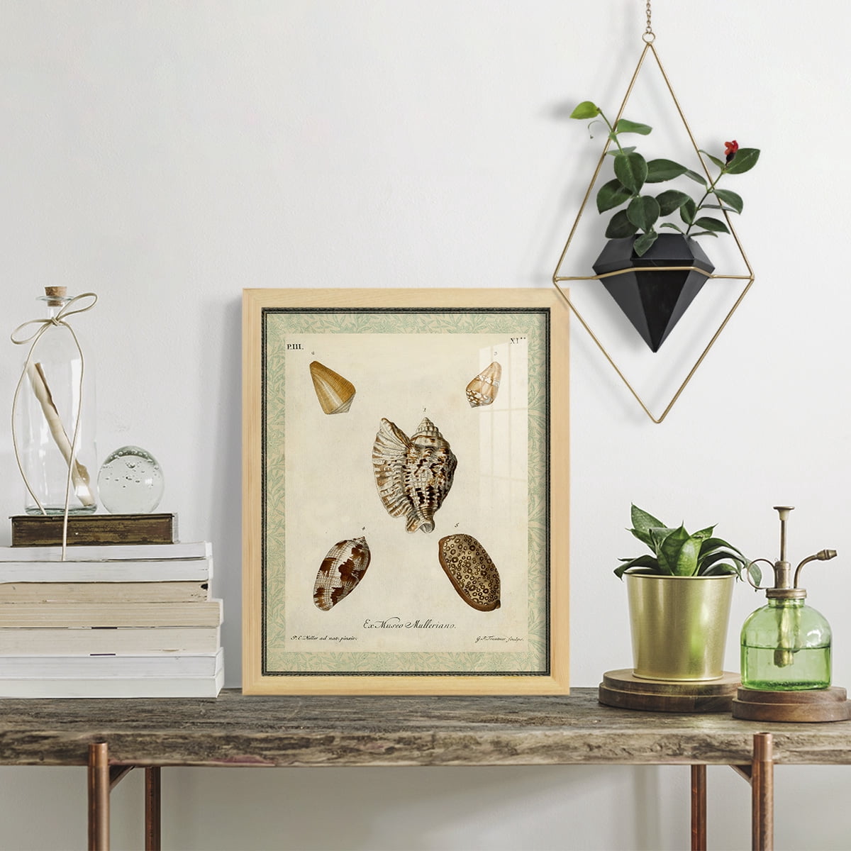 Bookplate Shells II - Framed Print w/glass - Natural Wood
