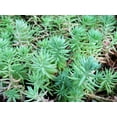 thumbnail image 2 of 50 BLUE SPRUCE SEDUM Reflexum Succulent Jenny's Stonecrop Goldmoss Yellow Flower Seeds, 2 of 8
