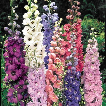 Multi-Color Flowering Delphinium Mixture Dormant Bare Root Perennial Starter Plant Roots, 5 Plants per Offer