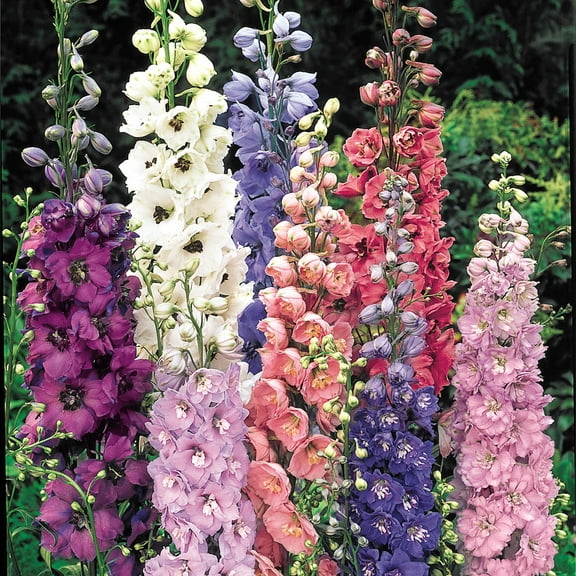 Multi-Color Flowering Delphinium Mixture Dormant Bare Root Perennial Starter Plant Roots, 5 Plants per Offer