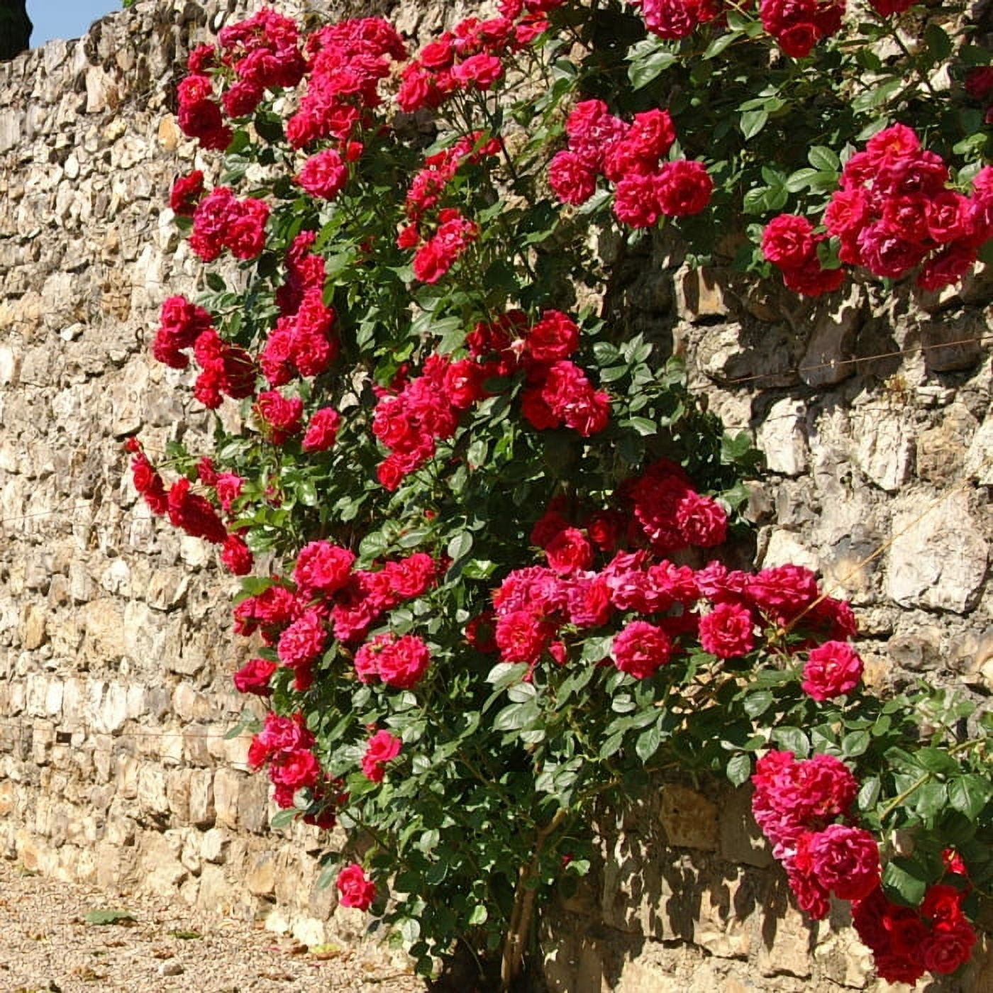 Live Bareroot Blaze Climbing Rose Shrub Condition with Full Sunlight - 2 Piece